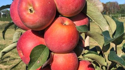 UMD Apples