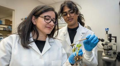 Researchers analyze plant sample