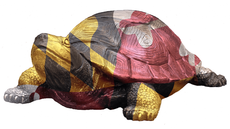 Testudo Maryland Flag