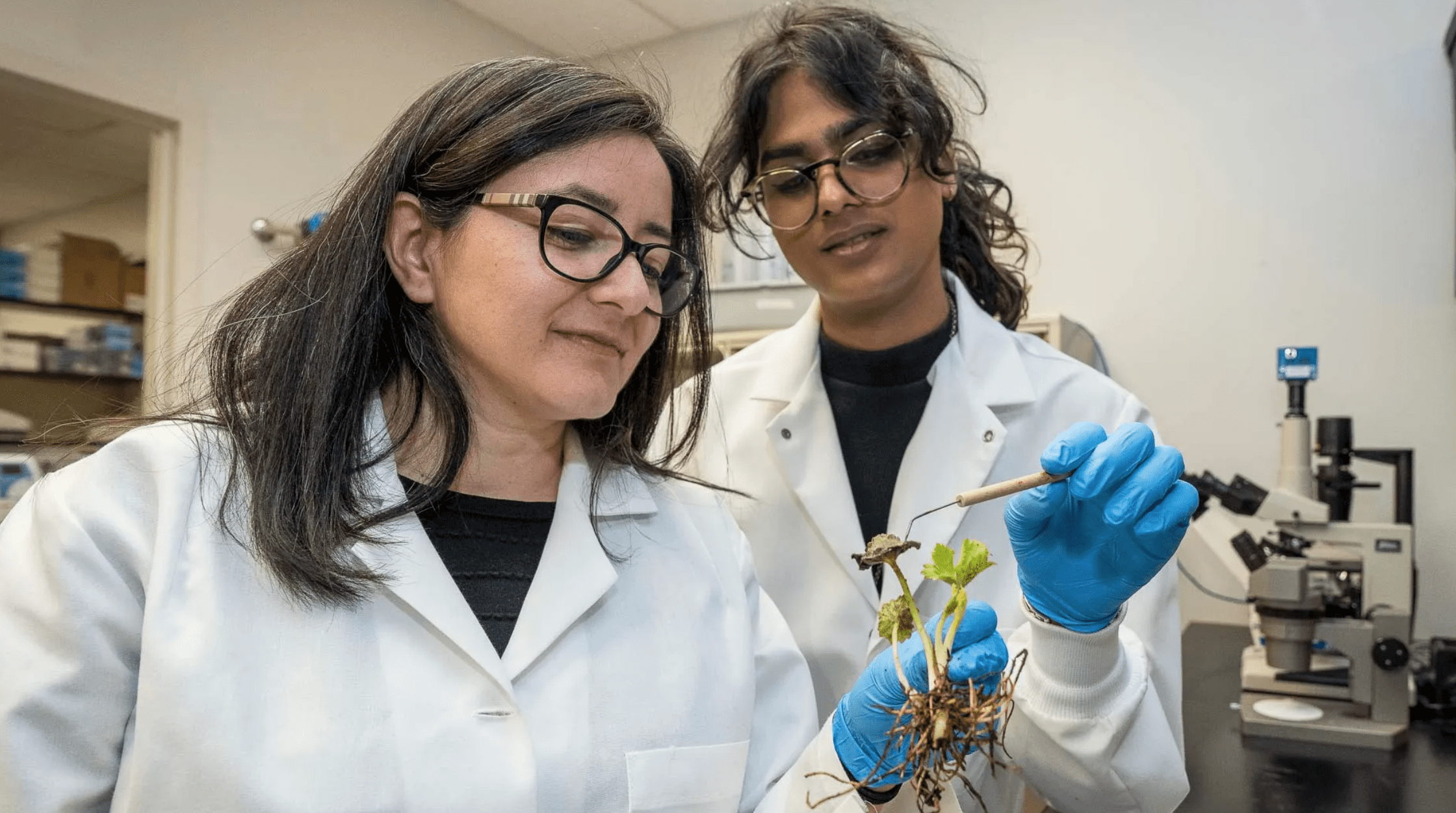 Researchers analyze plant sample